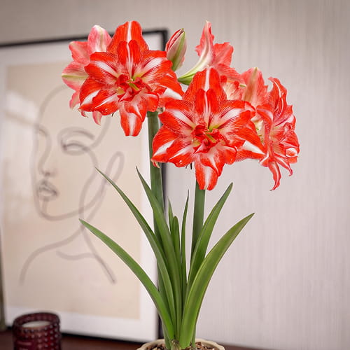 Amaryllis (Hippeastrum) Razzmatazz - for Sale Amaryllis (Hippeastrum) Razzmatazz