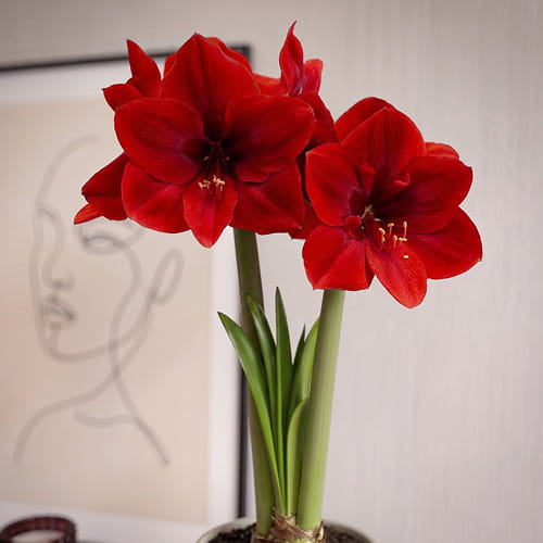 Amaryllis (Hippeastrum) Red Cream (Queen) - for Sale Amaryllis (Hippeastrum) Red Cream (Queen)