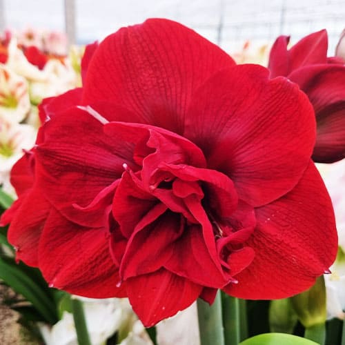 Amaryllis (Hippeastrum) Scarlet Nymph - for Sale Amaryllis (Hippeastrum) Scarlet Nymph