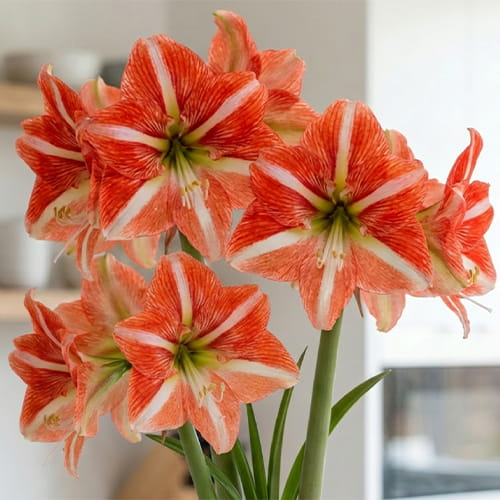Amaryllis (Hippeastrum) Sphinx - for Sale Amaryllis (Hippeastrum) Sphinx