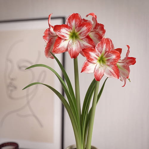 Amaryllis (Hippeastrum) Spotlight - for Sale Amaryllis (Hippeastrum) Spotlight