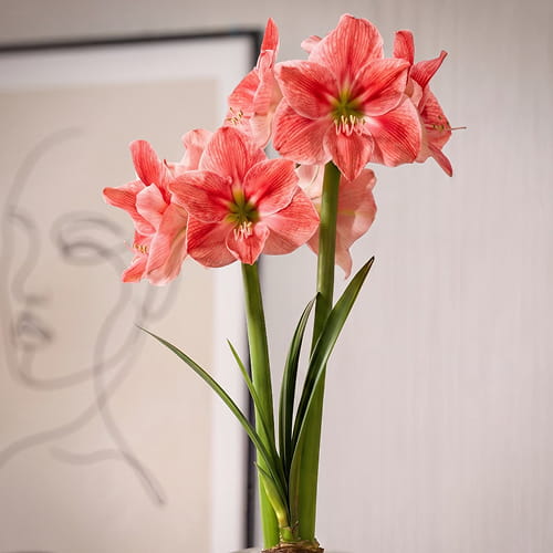 Amaryllis (Hippeastrum) Sweet Cream - for Sale Amaryllis (Hippeastrum) Sweet Cream