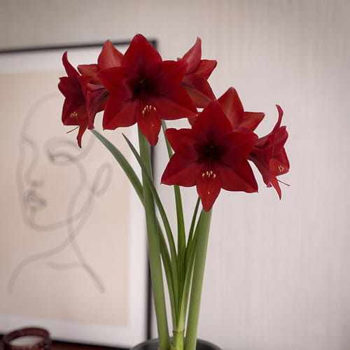 Amaryllis (Hippeastrum) Top Choice - for Sale Amaryllis (Hippeastrum) Top Choice