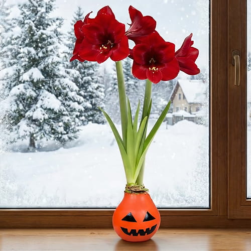 Wax Amaryllis Halloween Bulb - for Sale Wax Amaryllis Halloween Bulb