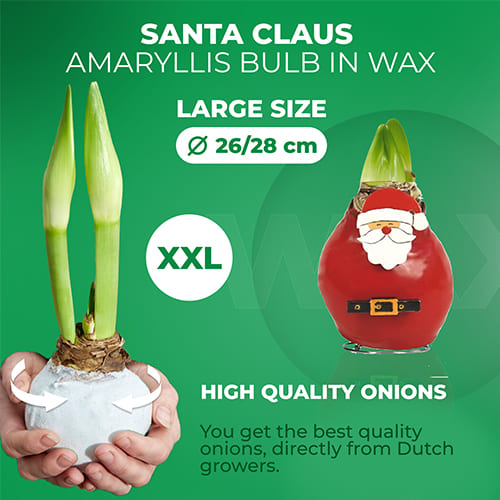 Wax Amaryllis Santa Claus Bulb - for Sale Wax Amaryllis Santa Claus Bulb