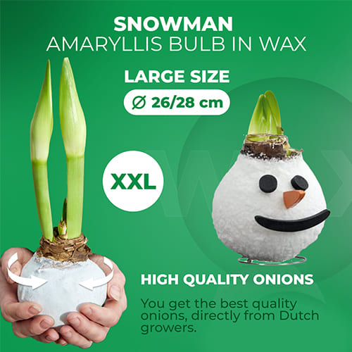 Wax Amaryllis Snowman Bulb - for Sale Wax Amaryllis Snowman Bulb