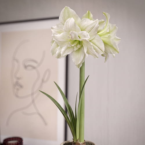 Amaryllis (Hippeastrum) White Glory - for Sale Amaryllis (Hippeastrum) White Glory
