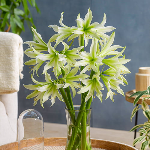 Amaryllis (Hippeastrum) White Nile - for Sale Amaryllis (Hippeastrum) White Nile