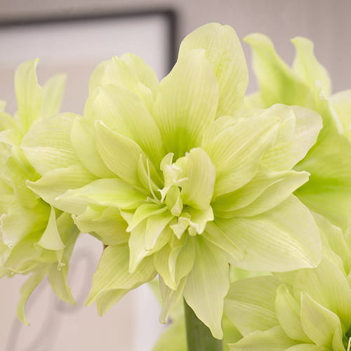 Amaryllis (Hippeastrum) Yellow Crown - for Sale Amaryllis (Hippeastrum) Yellow Crown