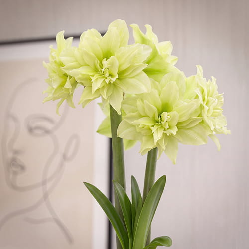 Amaryllis (Hippeastrum) Yellow Crown - for Sale Amaryllis (Hippeastrum) Yellow Crown