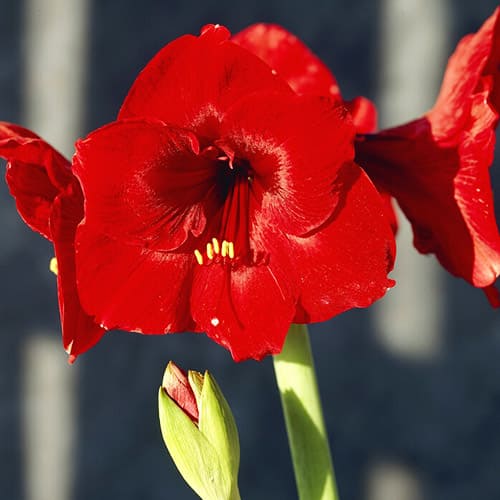 Amaryllis (Hippeastrum) Liberty - for Sale Amaryllis (Hippeastrum) Liberty