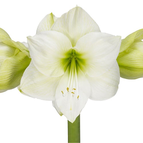 Amaryllis (Hippeastrum) Cassablanca - for Sale Amaryllis (Hippeastrum) Cassablanca