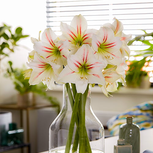 Amaryllis (Hippeastrum) Geisha - for Sale Amaryllis (Hippeastrum) Geisha