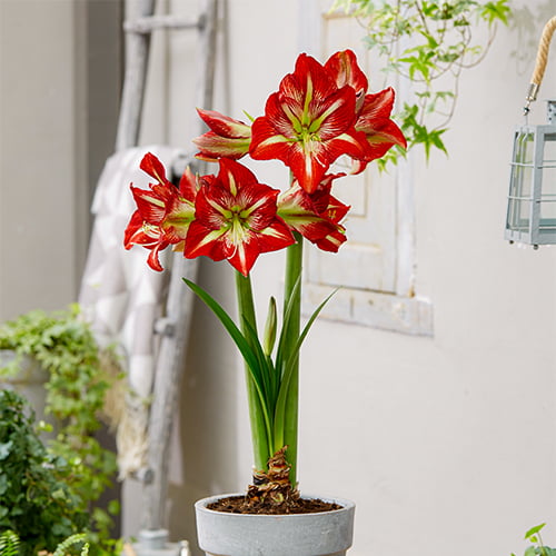 Amaryllis (Hippeastrum) Lynx - for Sale Amaryllis (Hippeastrum) Lynx