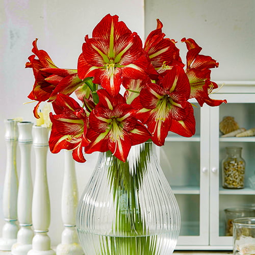 Amaryllis (Hippeastrum) Lynx - for Sale Amaryllis (Hippeastrum) Lynx