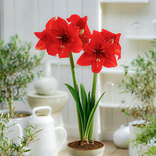 Amaryllis (Hippeastrum) Magma - for Sale Amaryllis (Hippeastrum) Magma