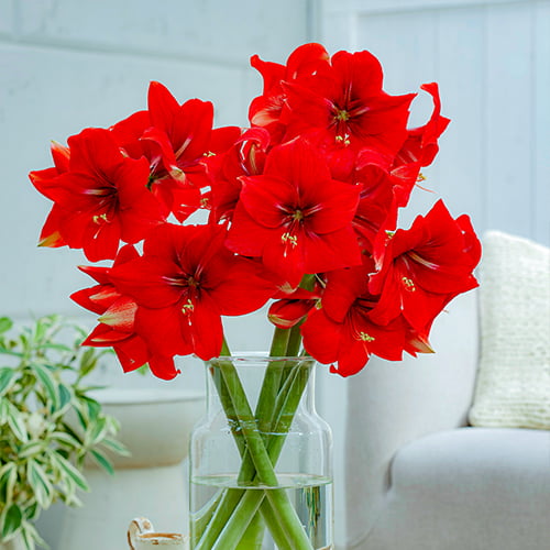 Amaryllis (Hippeastrum) Magma - for Sale Amaryllis (Hippeastrum) Magma