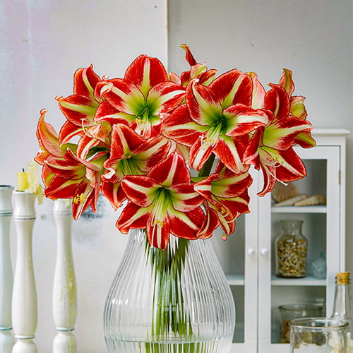 Amaryllis (Hippeastrum) Ocean Drive - for Sale Amaryllis (Hippeastrum) Ocean Drive