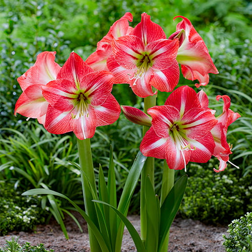 Amaryllis (Hippeastrum) Shining Star - for Sale Amaryllis (Hippeastrum) Shining Star