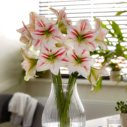 Amaryllis (Hippeastrum) Smoothie - for Sale Amaryllis (Hippeastrum) Smoothie