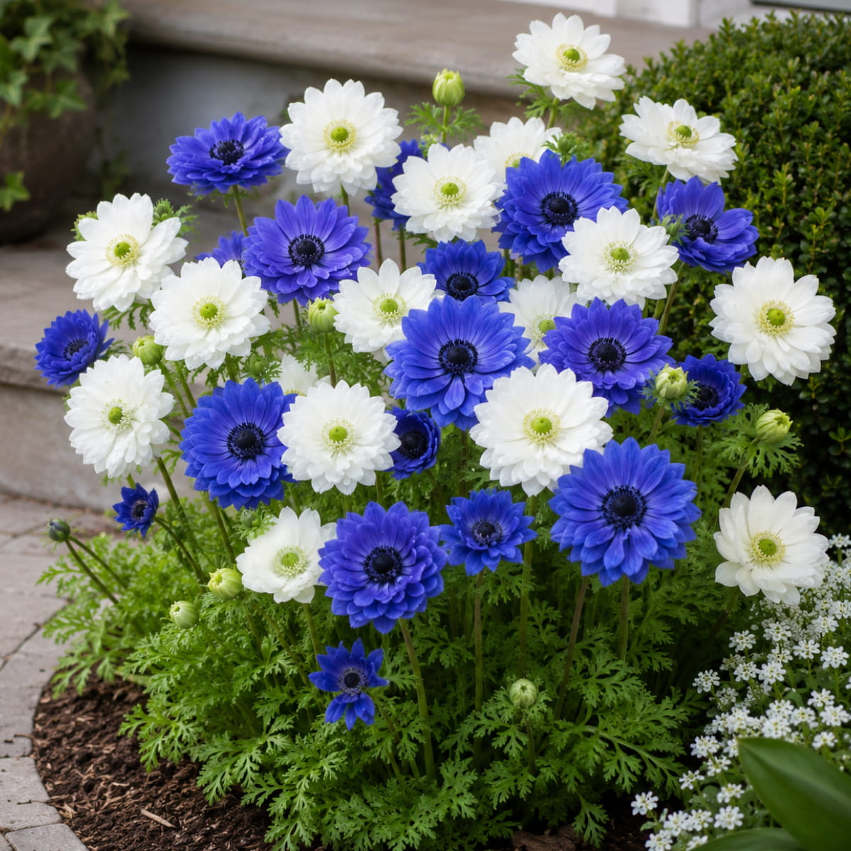 Anemone Blue and White Collection - for Sale Anemone Blue and White Collection