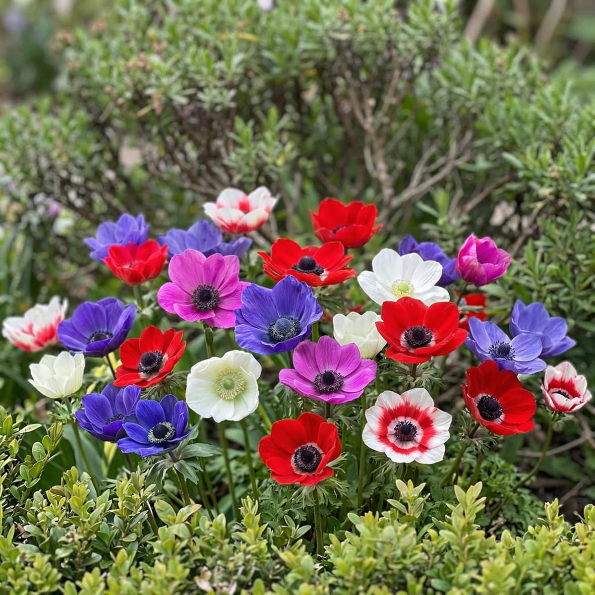 Anemone De Caen Kokoelma (25 sipulia) - for Sale Anemone De Caen Kokoelma (25 sipulia)