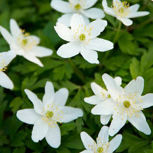 Anemone (sylvestris) - for Sale Anemone (sylvestris)