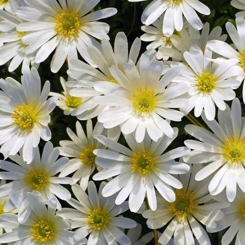 Anemone White Splendour - for Sale Anemone White Splendour