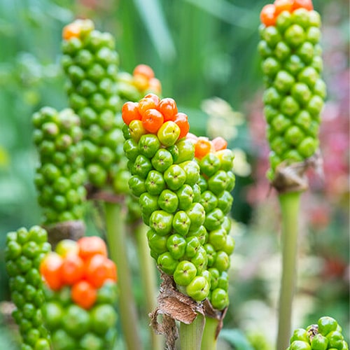 Arum Italicum - for Sale Arum Italicum