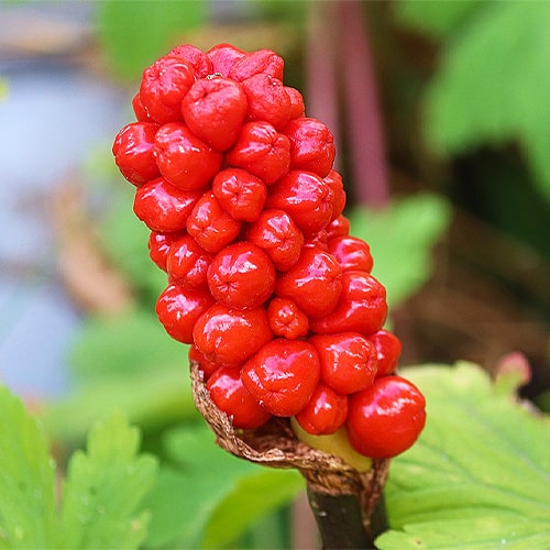 Arum Italicum - for Sale Arum Italicum
