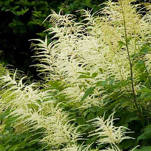 Aruncus (diocius) - for Sale Aruncus (diocius)