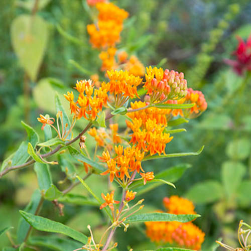 Asclepias (tuberosa) - for Sale Asclepias (tuberosa)