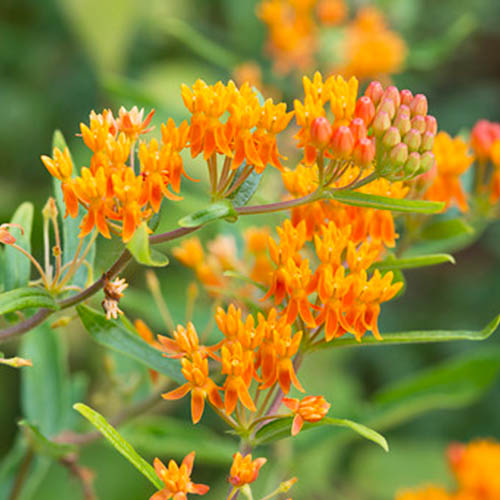 Asclepias (tuberosa) - for Sale Asclepias (tuberosa)
