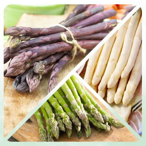 Asparagus Winterhardy Collection - for Sale Asparagus Winterhardy Collection