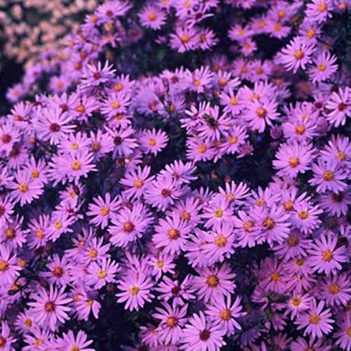 Aster (cordifolius) Little Carlow - for Sale Aster (cordifolius) Little Carlow