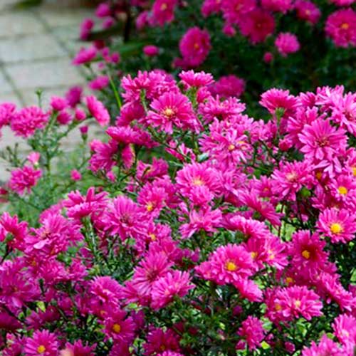 Aster (dumosus) Jenny - for Sale Aster (dumosus) Jenny
