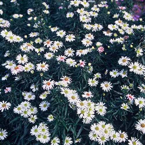 Aster (dumosus) Kristina - for Sale Aster (dumosus) Kristina