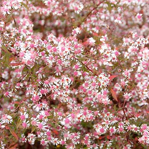 Aster (lateriflorus) Horizontalis - for Sale Aster (lateriflorus) Horizontalis