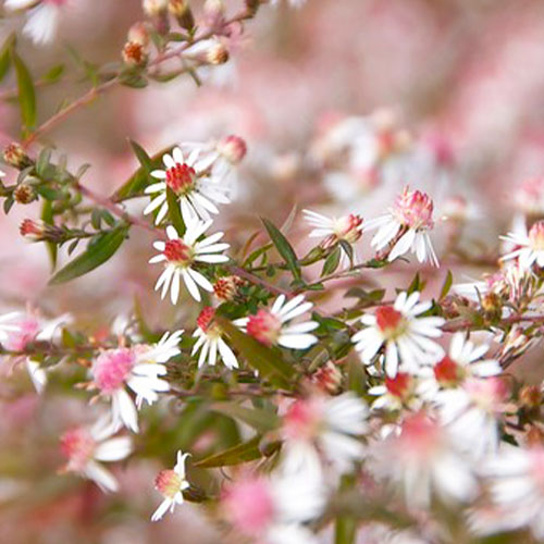 Aster (lateriflorus) Horizontalis - for Sale Aster (lateriflorus) Horizontalis