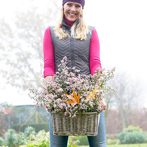 Aster (lateriflorus) Lady in Black - for Sale Aster (lateriflorus) Lady in Black