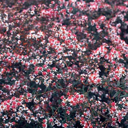 Aster (lateriflorus) Lady in Black - for Sale Aster (lateriflorus) Lady in Black