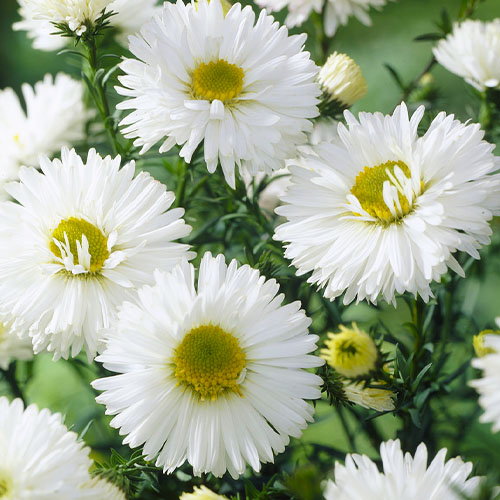 Aster (novi belgii) White Ladies - for Sale Aster (novi belgii) White Ladies