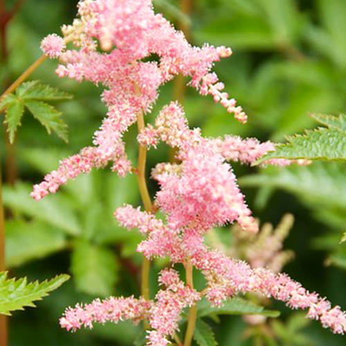 Astilbe (arendsii) Bressingham Beauty - for Sale Astilbe (arendsii) Bressingham Beauty