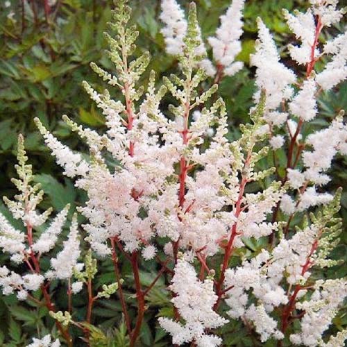 Astilbe (arendsii) Bronzlaub - for Sale Astilbe (arendsii) Bronzlaub
