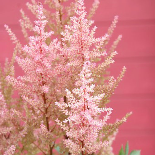 Astilbe (arendsii) Erika - for Sale Astilbe (arendsii) Erika