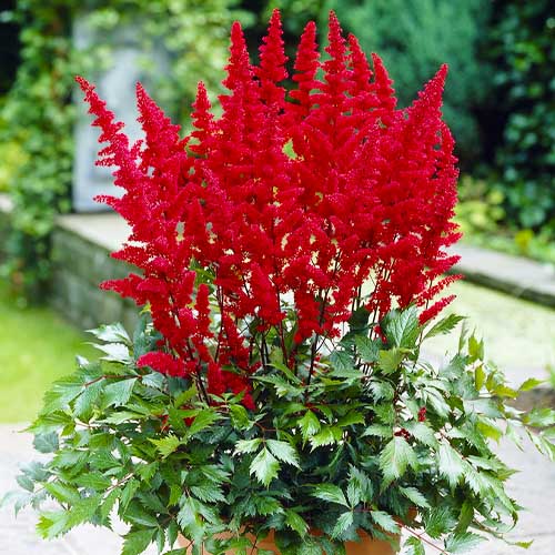 Astilbe (arendsii) Fanal - for Sale Astilbe (arendsii) Fanal