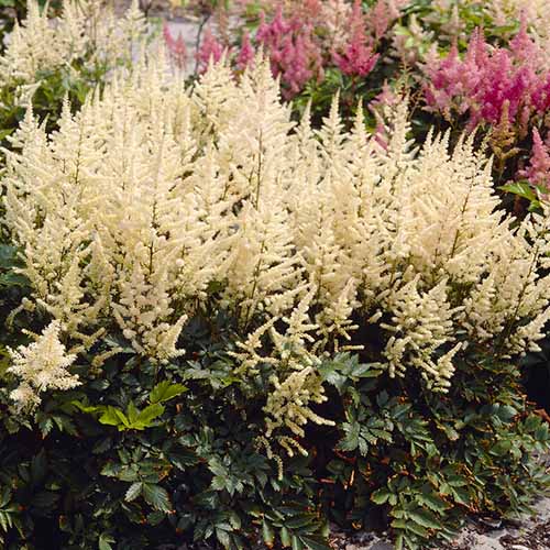 Astilbe (arendsii) Irrlicht - for Sale Astilbe (arendsii) Irrlicht
