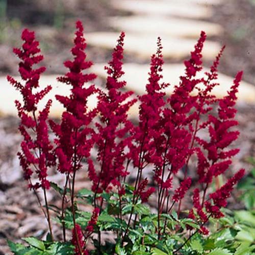 Astilbe (arendsii) Spinell - for Sale Astilbe (arendsii) Spinell