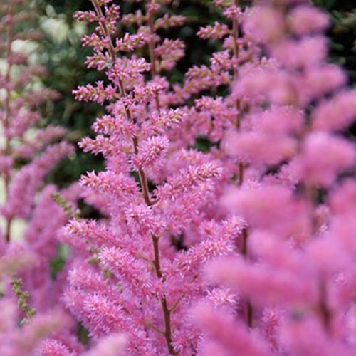 Astilbe (chinensis) Maggie Daley - for Sale Astilbe (chinensis) Maggie Daley