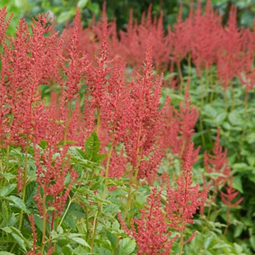 Astilbe (crispa) Perkeo - for Sale Astilbe (crispa) Perkeo